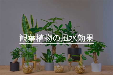 套房植物風水